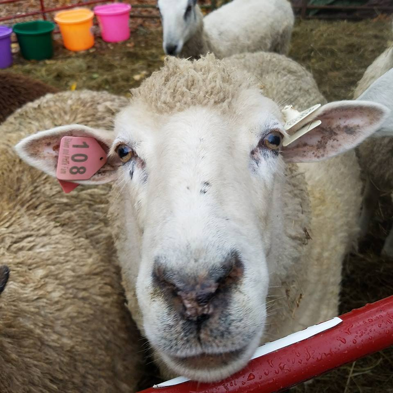 Meadowlark is also pretty friendly, but she’s not as hands on as Bob. The Cormo-cross ewes in general are more social than the Blue Faced Leicesters, though Maryanne is very curious (but easily spooked) and Eleanore has been known to receive a few scratches from time to time.